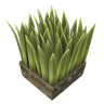 Grass
