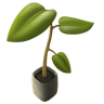 Tree Saplings